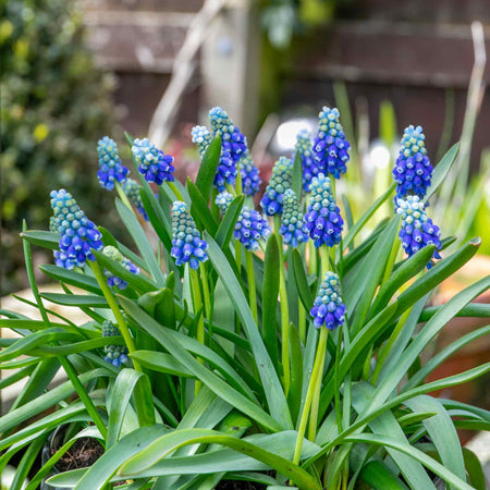 Muscari 'Touch of Snow' - 25 Bulbs