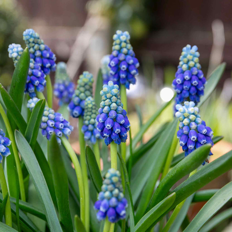 Muscari 'Touch of Snow' - 25 Bulbs