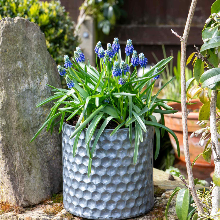 Muscari 'Touch of Snow' - 25 Bulbs