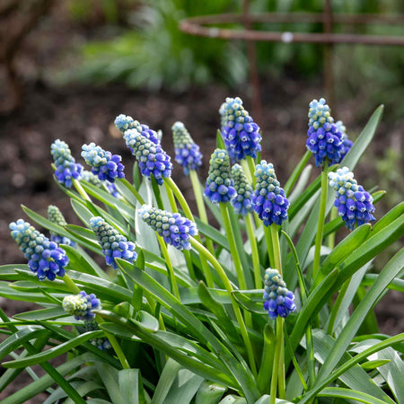 Muscari 'Touch of Snow' - 25 Bulbs