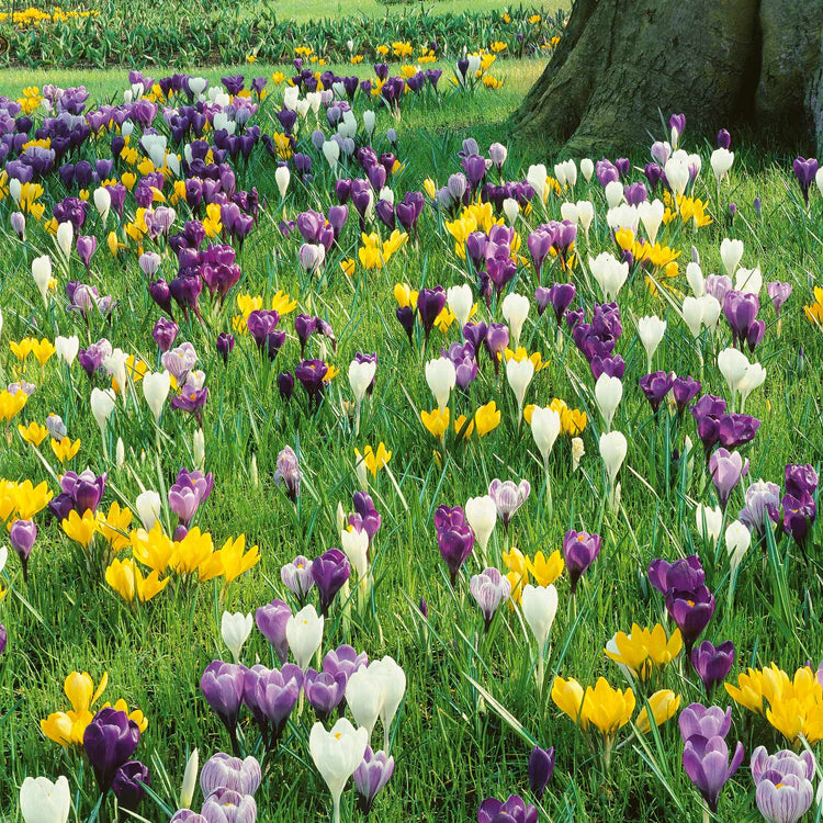 Crocus Large Flowering Mix Collection - 25 Bulbs