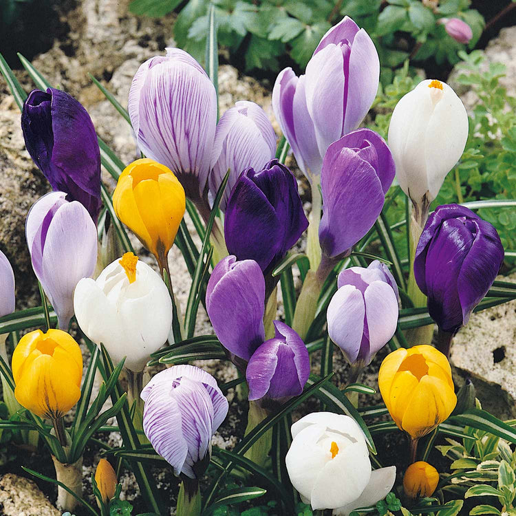 Crocus Discet Crocus 'Large Flowering Mix' Collection | Marshalls Garden