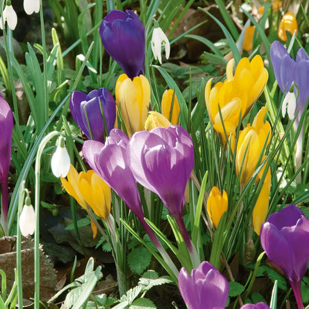 Crocus Large Flowering Mix Collection - 25 Bulbs