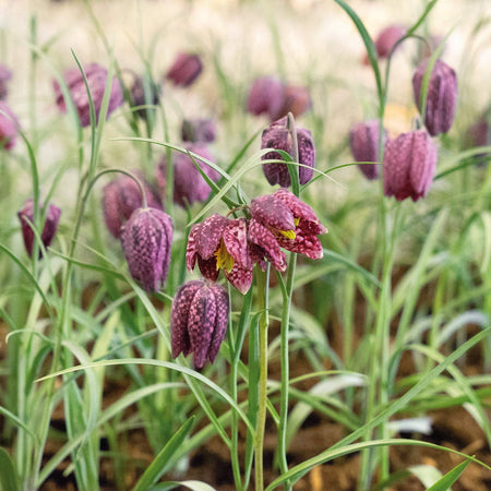 Fritillaria Meleagris (Snake's Head) - 20 Bulbs