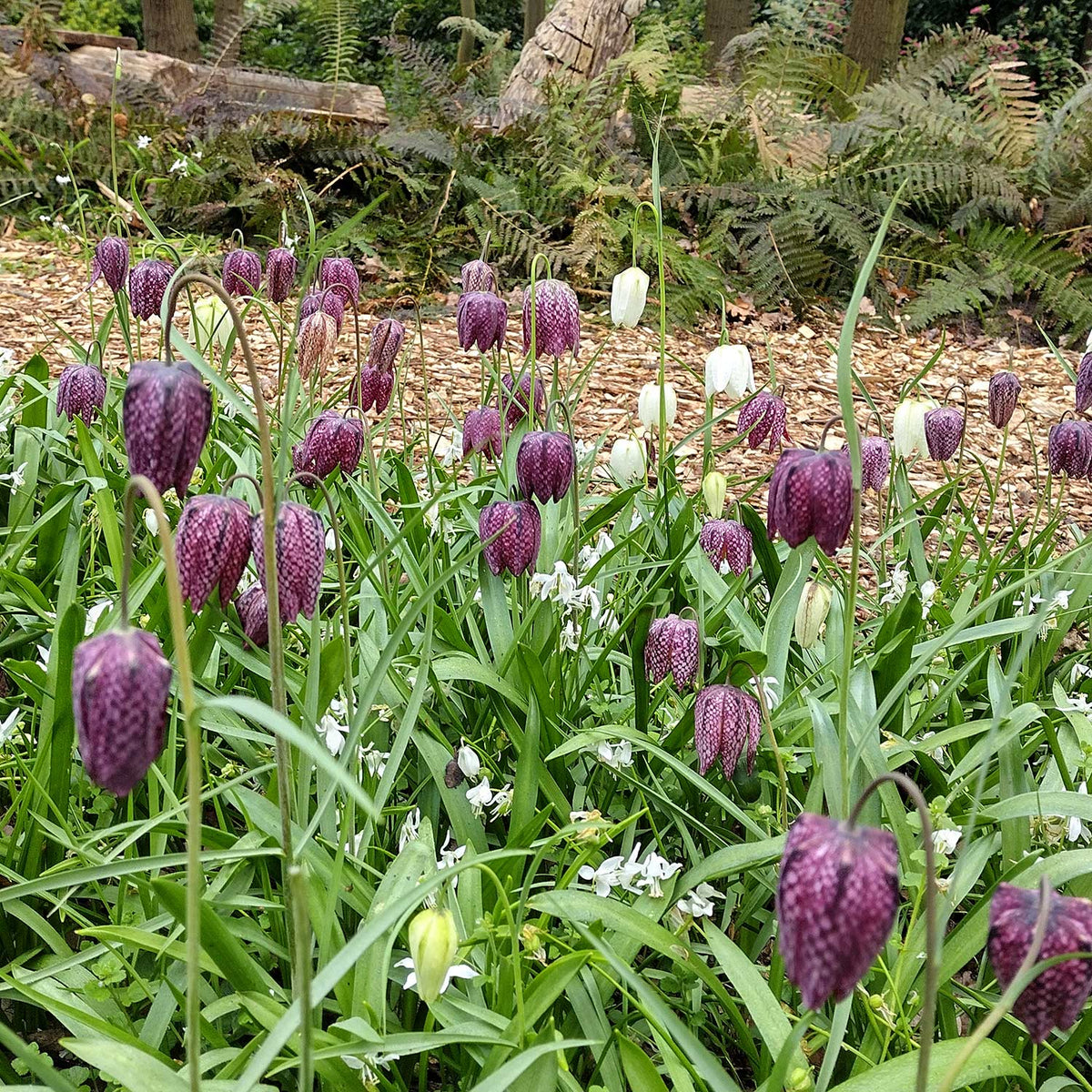 Fritillaria Meleagris (Snake's Head) 25 Bulbs in the Green Buy