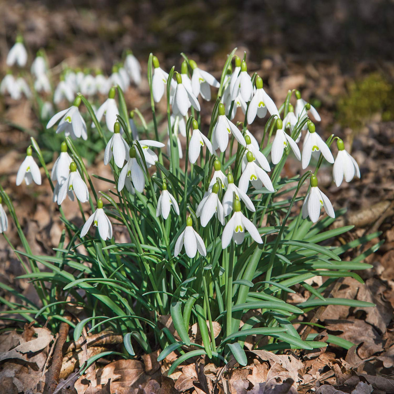 Galanthus 'Nivalis' - 50 Bulbs | Buy Galanthus Bulbs Online | Galanthus ...