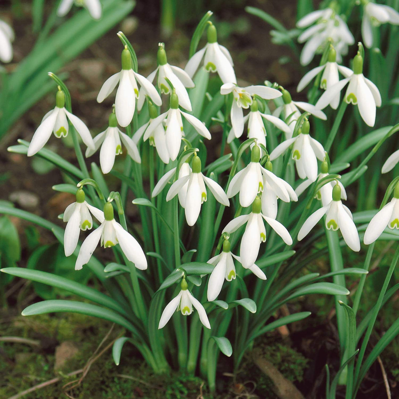 Galanthus 'Nivalis' - 50 Bulbs | Buy Galanthus Bulbs Online | Galanthus ...