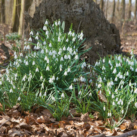 Galanthus 'Nivalis' - 50 Bulbs