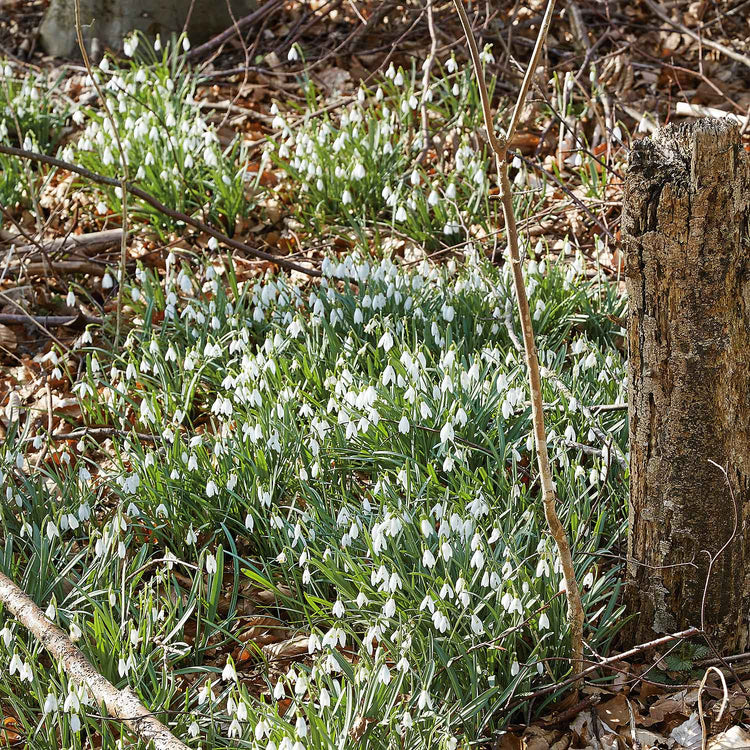 Galanthus 'Nivalis' - 50 Bulbs