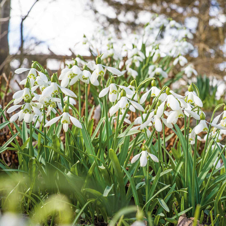 Galanthus 'Nivalis' - 50 Bulbs