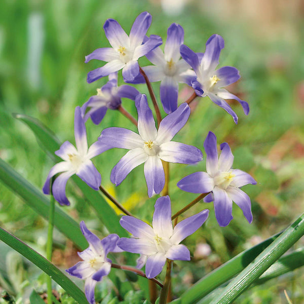 Chionodoxa forbesii - Glory of the Snow 50 Bulbs