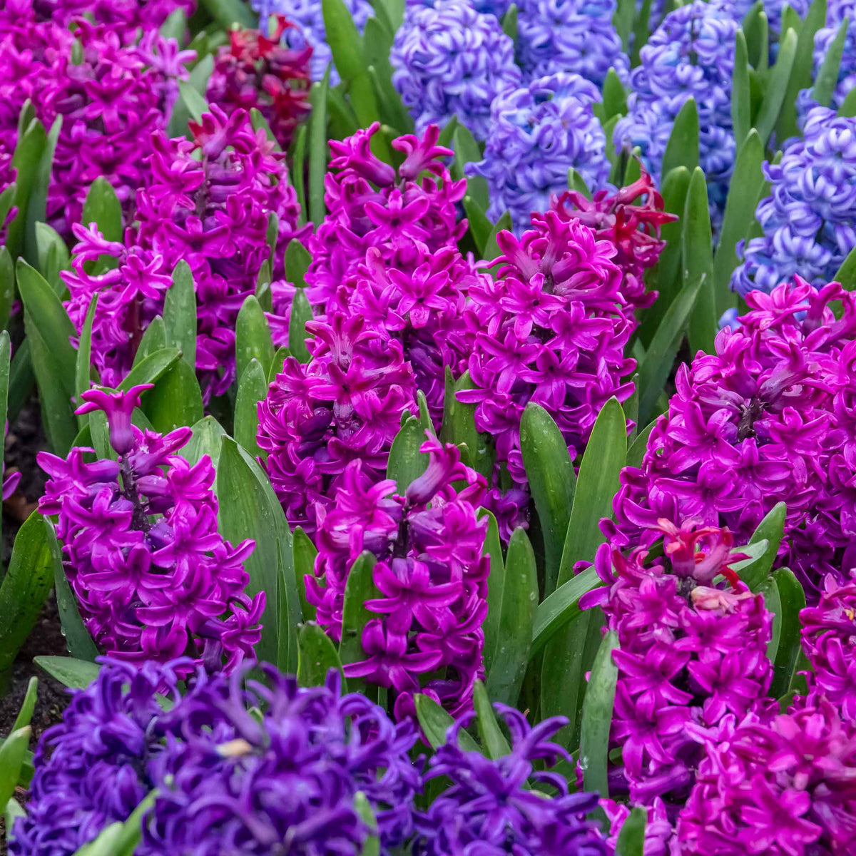 Hyacinth 'Miss Saigon' - 5 Bulbs | Buy Hyacinth Plants Online ...