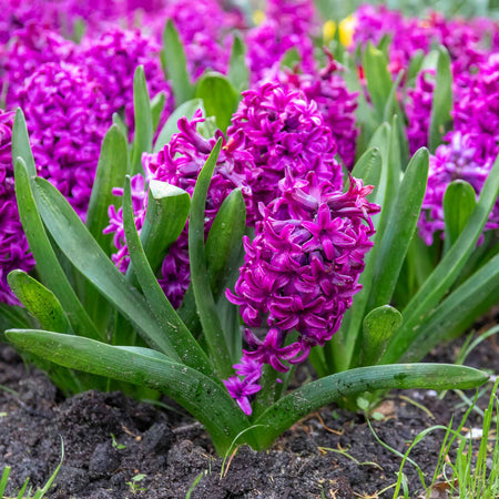 Hyacinth 'Miss Saigon' - 5 Bulbs