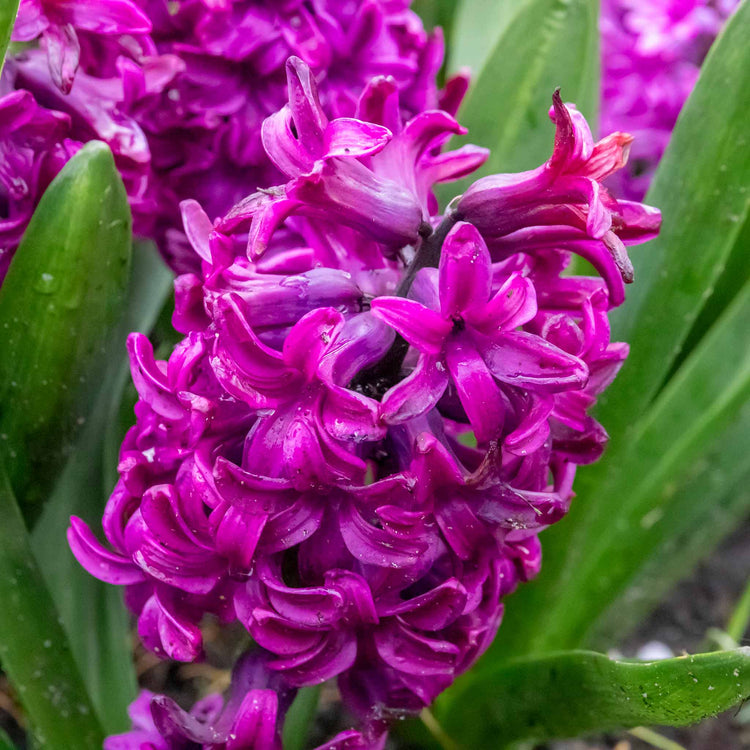 Hyacinth 'Miss Saigon' - 5 Bulbs