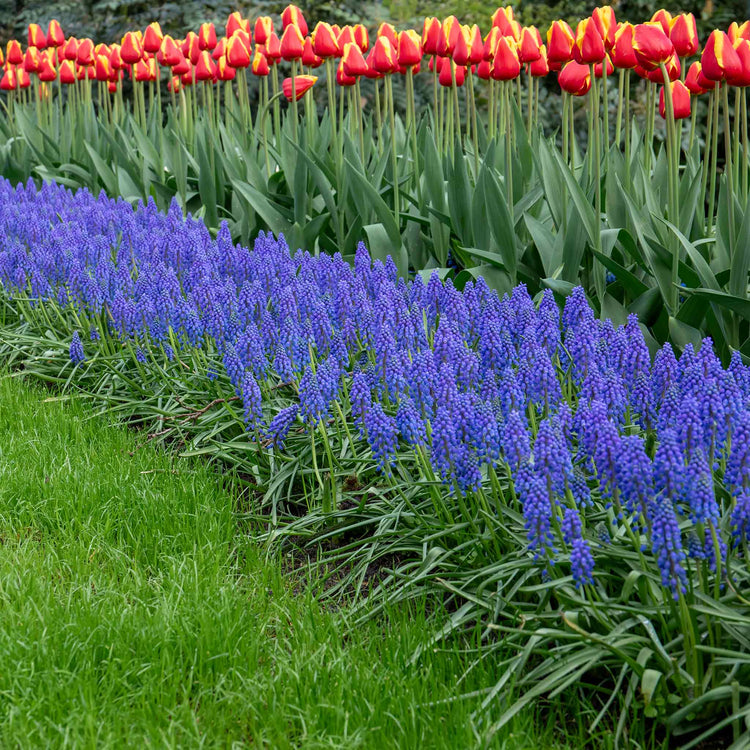 Muscari Armeniacum Grape Hyacinth - 50 Bulbs