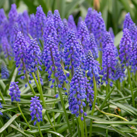 Muscari Armeniacum Grape Hyacinth - 50 Bulbs