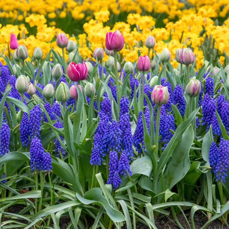 Muscari Armeniacum Grape Hyacinth - 50 Bulbs