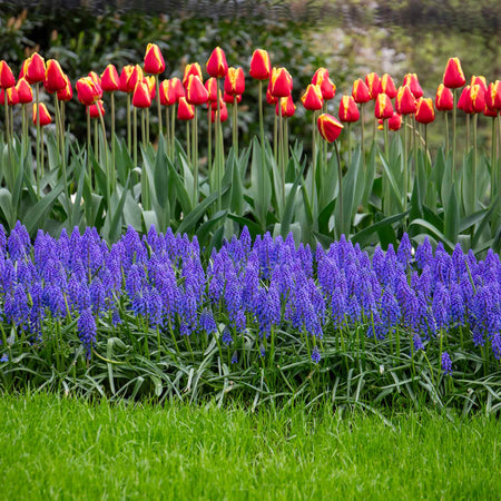 Muscari Armeniacum Grape Hyacinth - 50 Bulbs