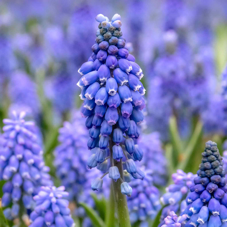 Muscari Armeniacum Grape Hyacinth - 50 Bulbs