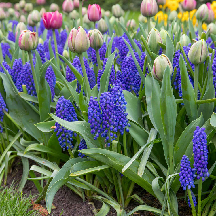 Muscari Armeniacum Grape Hyacinth - 50 Bulbs