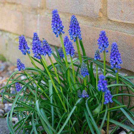 Muscari Armeniacum Grape Hyacinth - 50 Bulbs