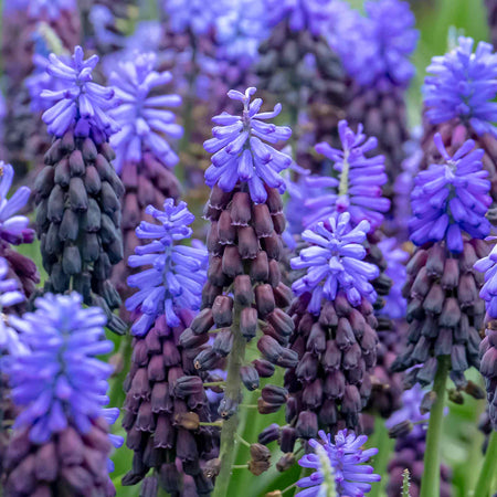 Muscari 'latifolium' - 25 Bulbs