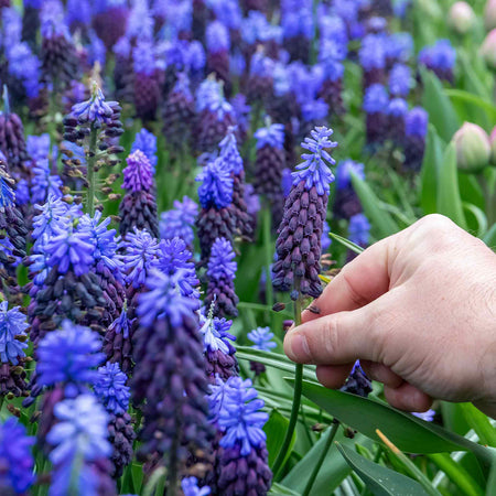 Muscari 'latifolium' - 25 Bulbs