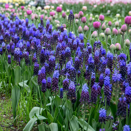 Muscari 'latifolium' - 25 Bulbs