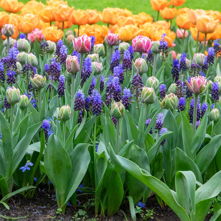 Muscari 'latifolium' - 25 Bulbs