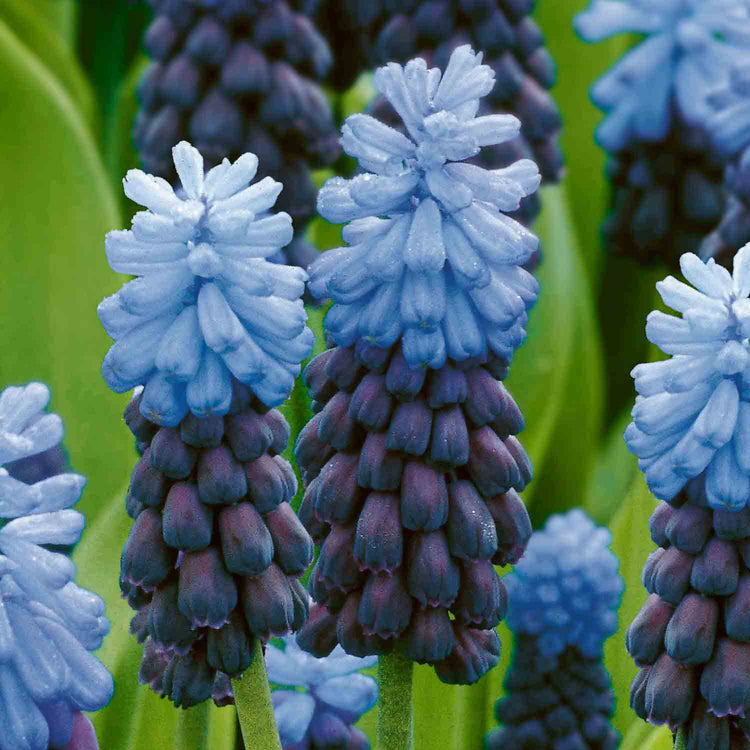 Muscari 'latifolium' - 25 Bulbs