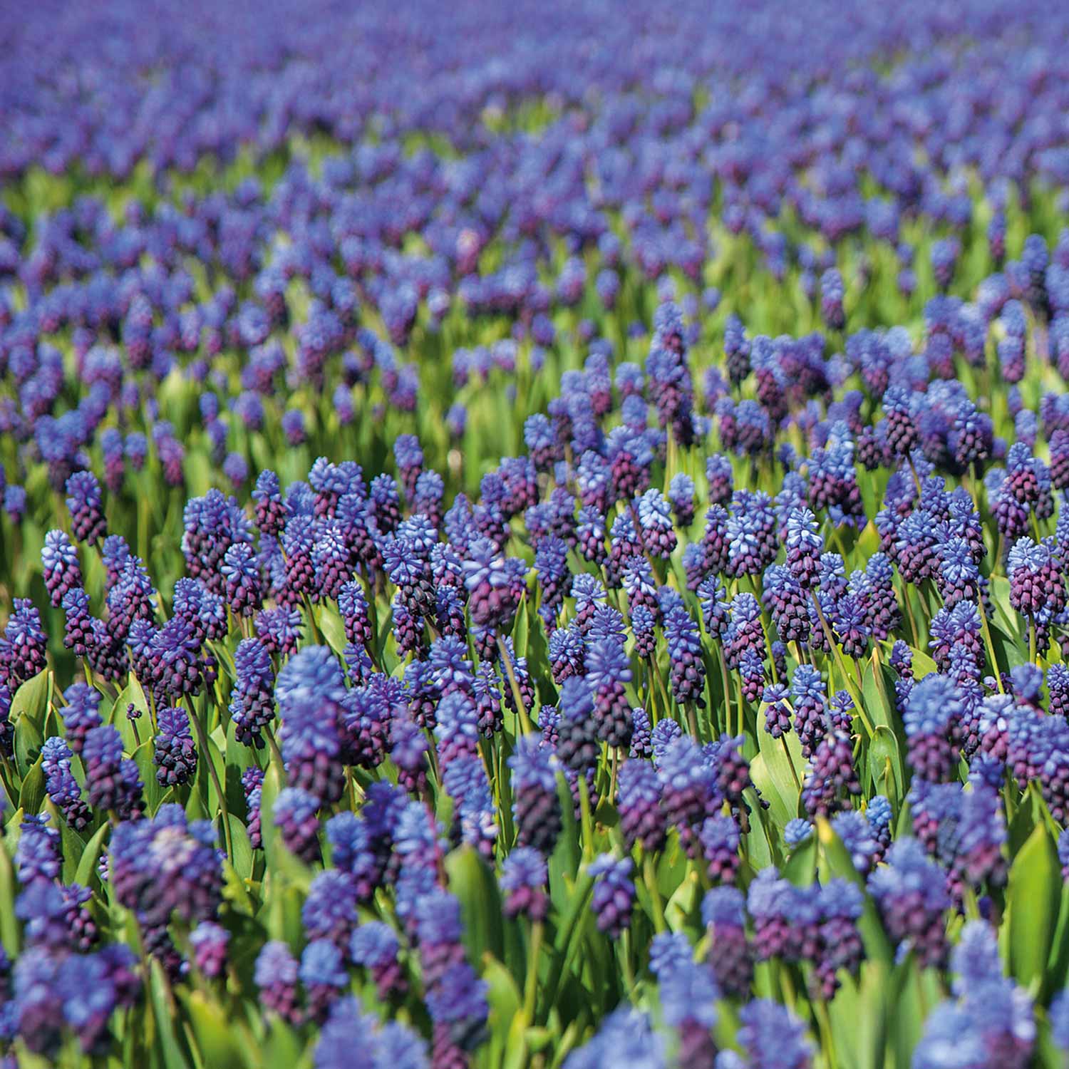 Muscari 'latifolium' - 25 Bulbs | Buy Muscari Bulbs Online | Muscari ...