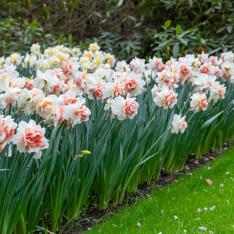 Narcissus 'My Story' - 10 Bulbs