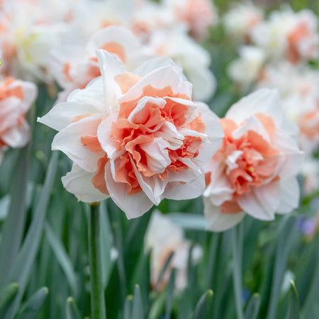 Daffodil Bulbs 'My Story'