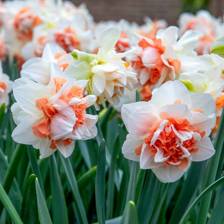 Narcissus 'My Story' - 10 Bulbs