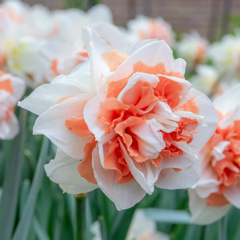 Daffodil Bulbs 'My Story'