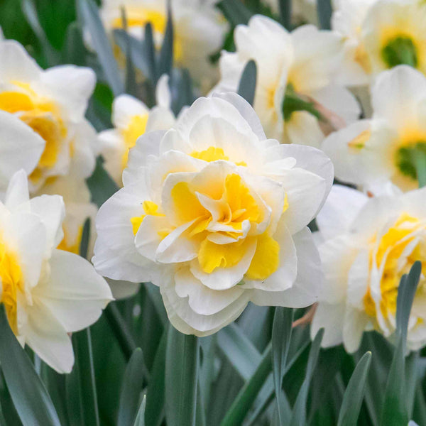 Narcissus 'Lingerie' - 10 Bulbs