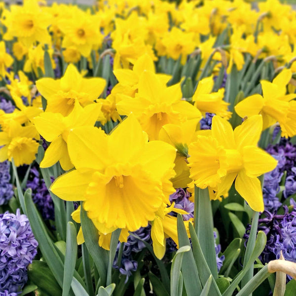 Narcissus 'Dutch Master' - 100 Bulbs