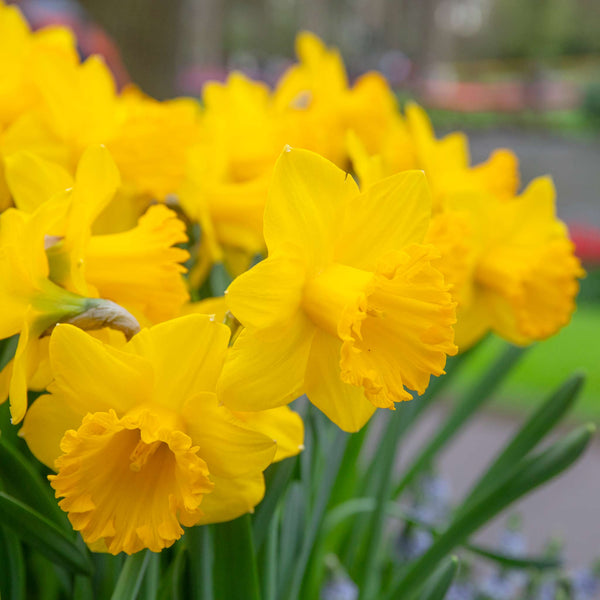 Narcissus 'Dutch Master' - 10 Bulbs