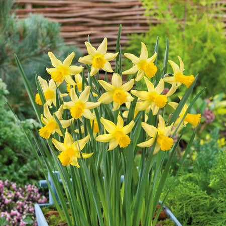 Narcissus 'February Gold' - 10 Bulbs