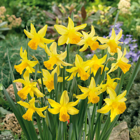 Narcissus 'February Gold' - 10 Bulbs