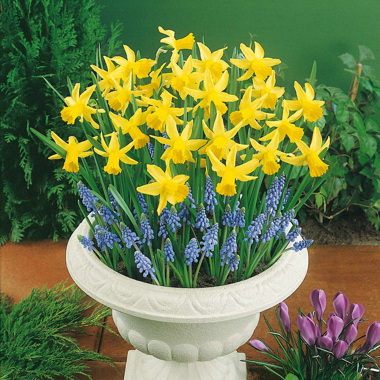 Narcissus 'February Gold' - 10 Bulbs