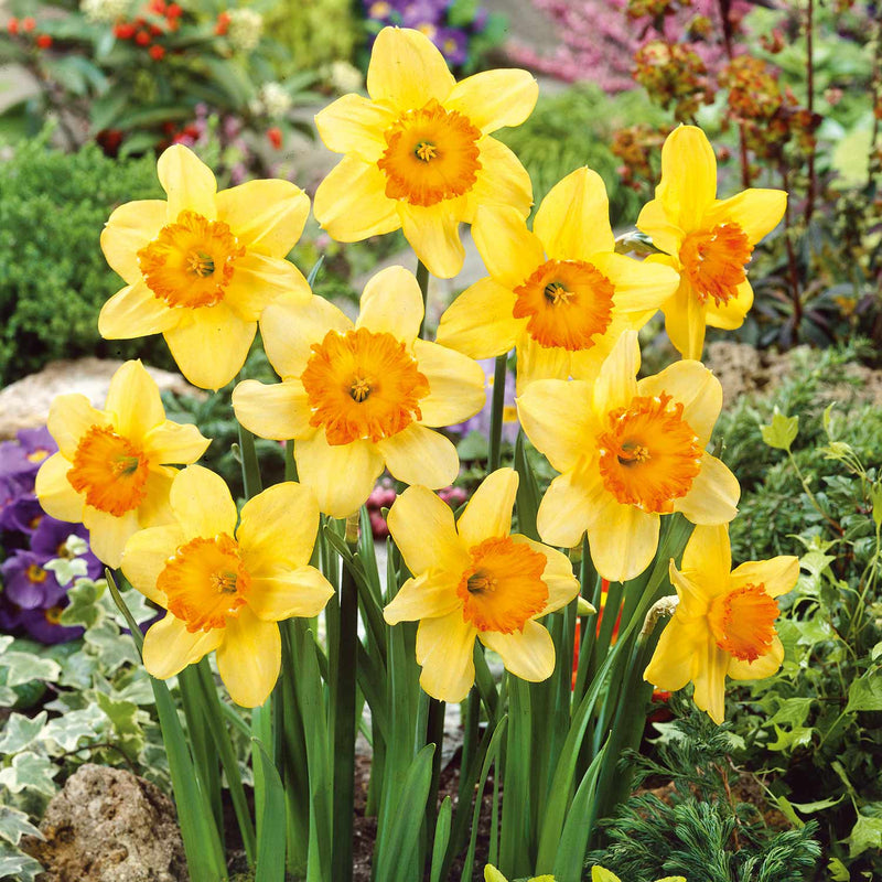 Narcissus 'Juanita' - 10 Bulbs