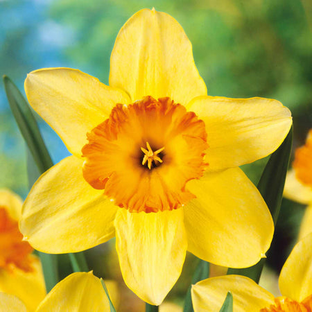 Narcissus 'Juanita' - 10 Bulbs