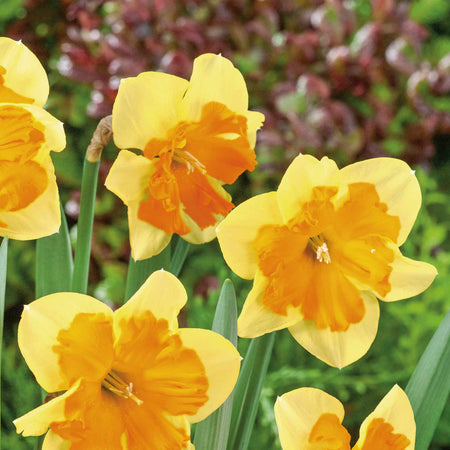 Narcissus 'Congress' - 10 Bulbs