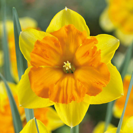 Narcissus 'Congress' - 10 Bulbs