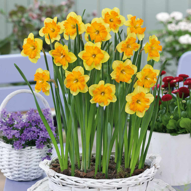 Narcissus 'Congress' - 10 Bulbs