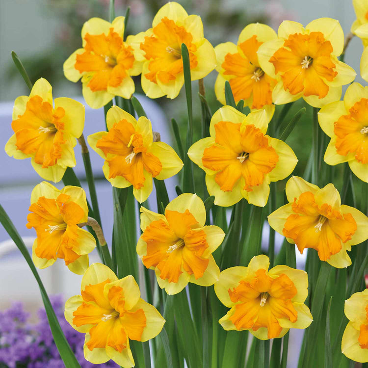 Narcissus 'Congress' - 10 Bulbs