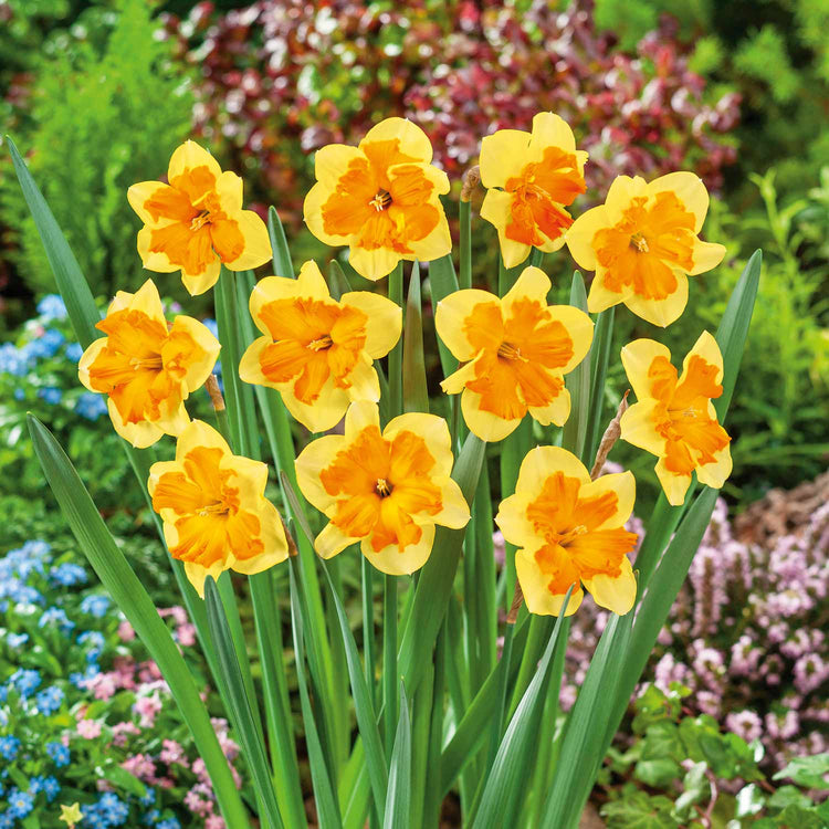 Narcissus 'Congress' - 10 Bulbs