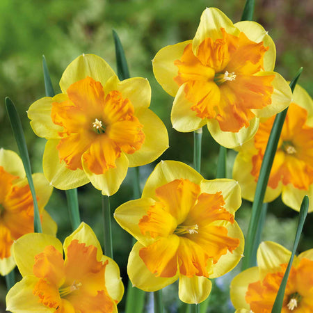 Narcissus 'Congress' - 10 Bulbs