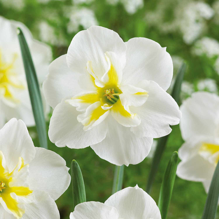 Narcissus 'Lemon Beauty' - 10 Bulbs